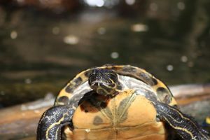 wasserschildkröte